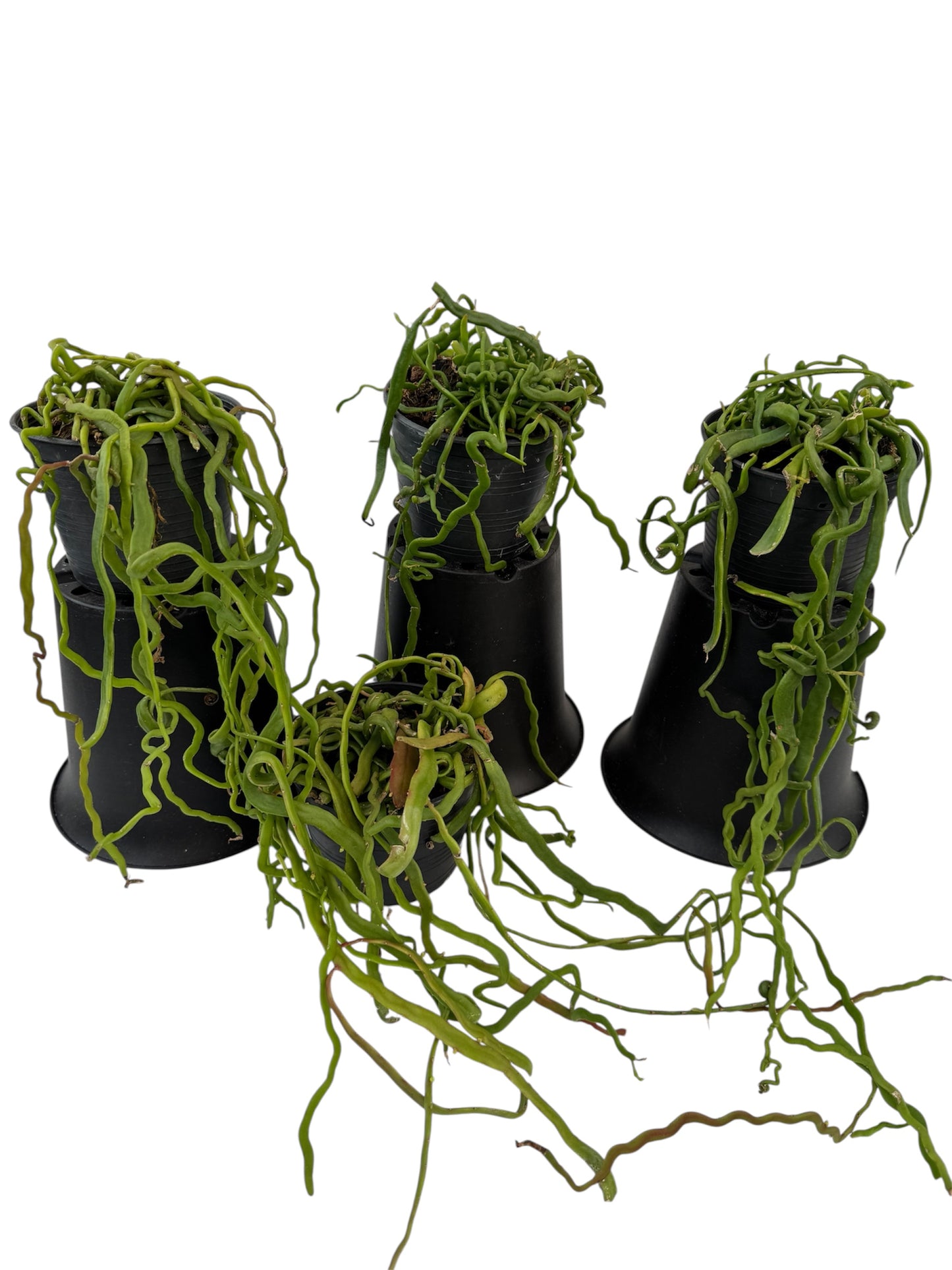 Rhipsalis Lipsid Rare find