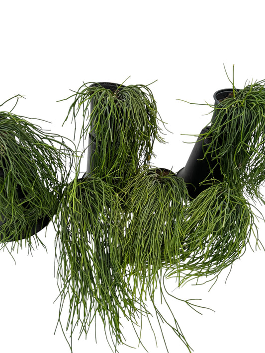 Rhipsalis Baccifera White Pearl (Bloom white flowers)