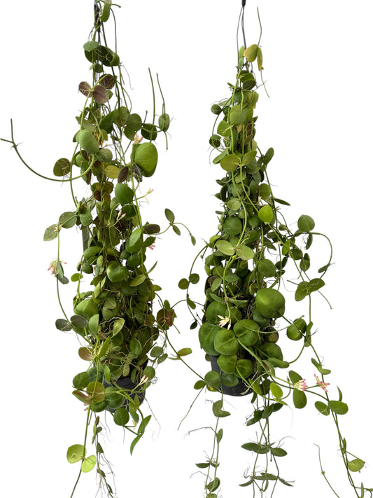 Dischidia pistroides (ant plant)