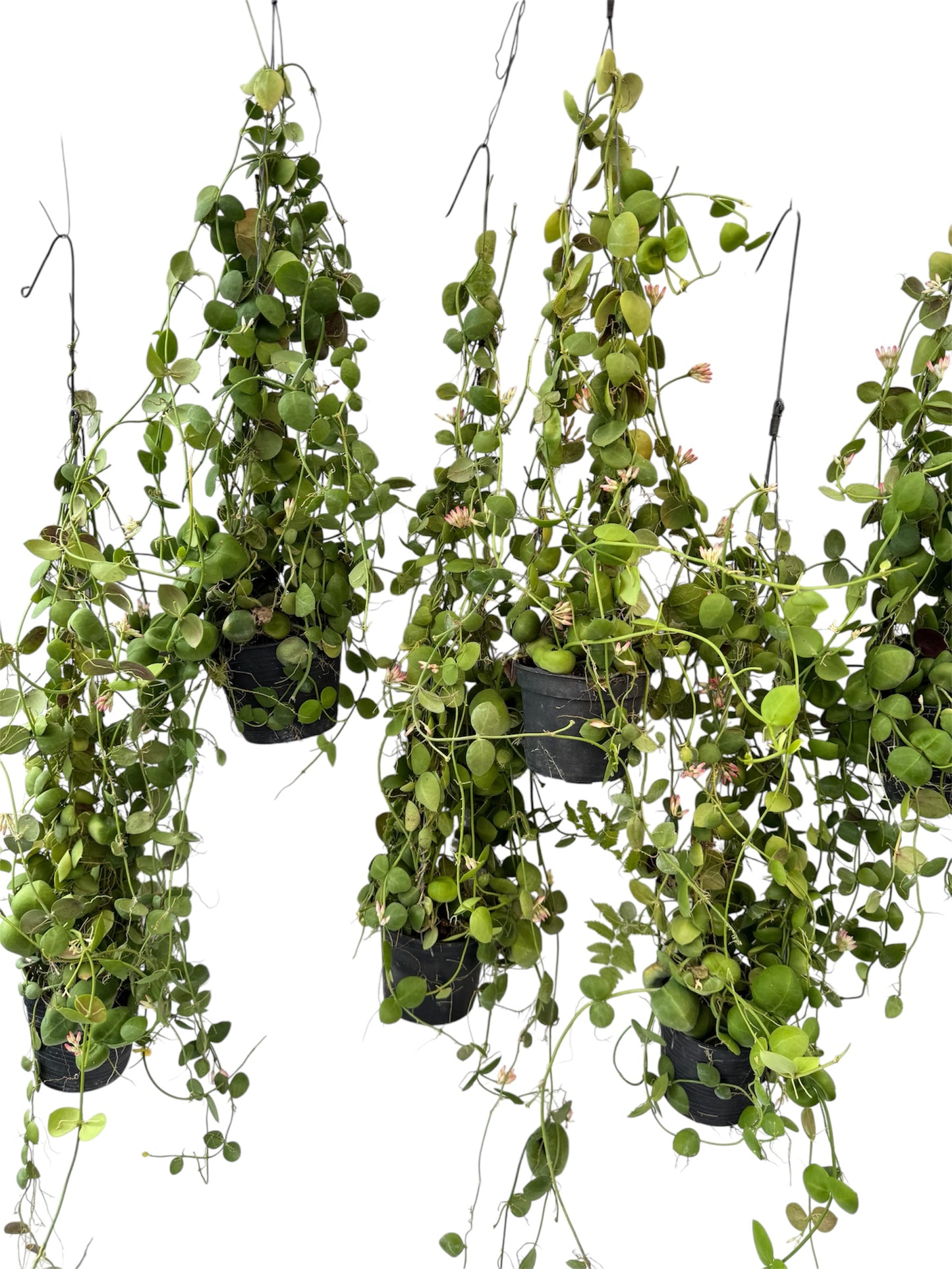 Dischidia pistroides (ant plant)