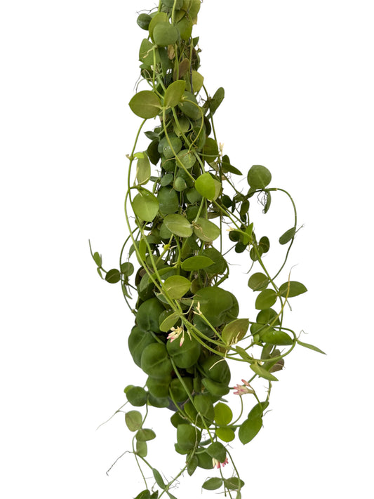 Dischidia pistroides (ant plant)