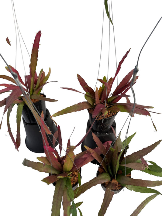 Rhipsalis ramulosa sun stress
