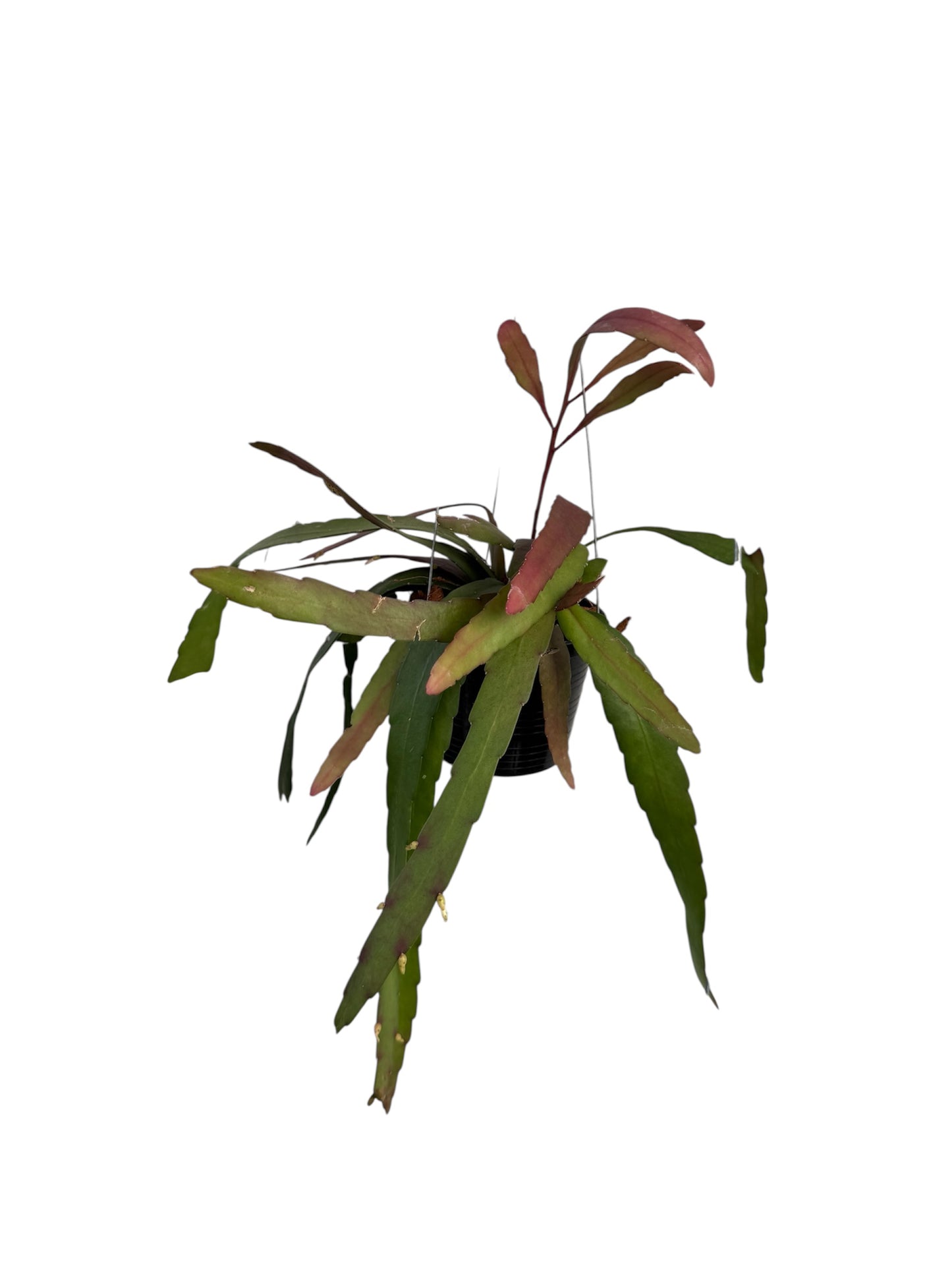 Rhipsalis ramulosa sun stress