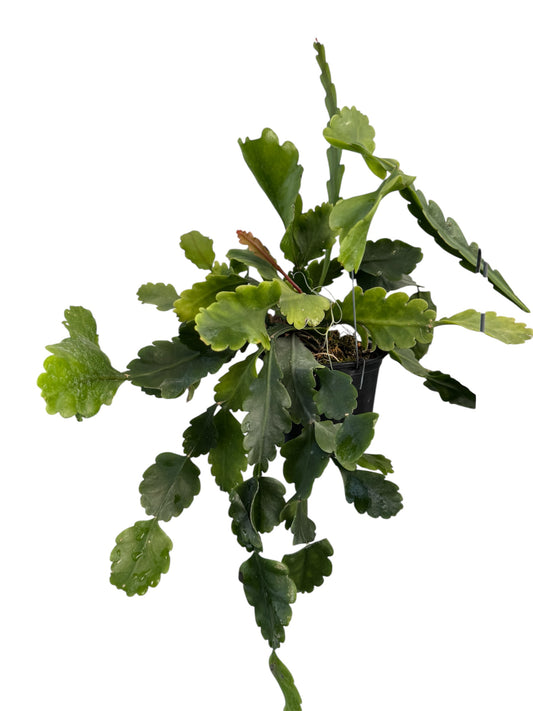 Rhipsalis oblonga