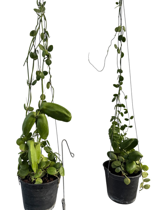 Dishchidia Major Vine ( Rare find)