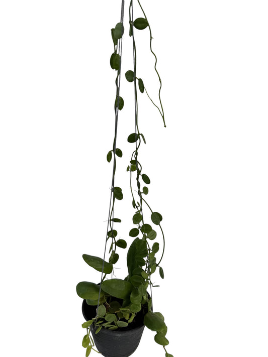 Dishchidia Major Vine ( Rare find)