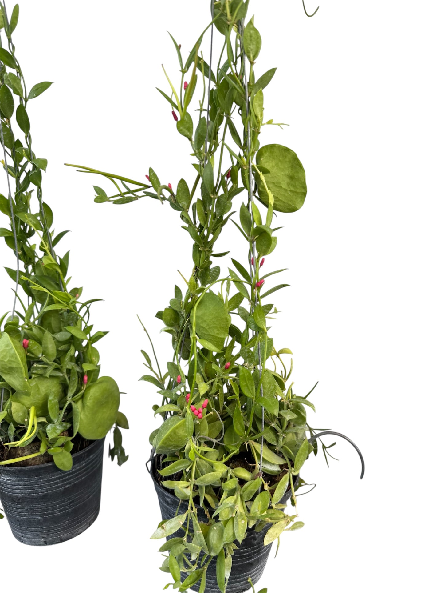 Dischidia Vidalii  (ant plant)