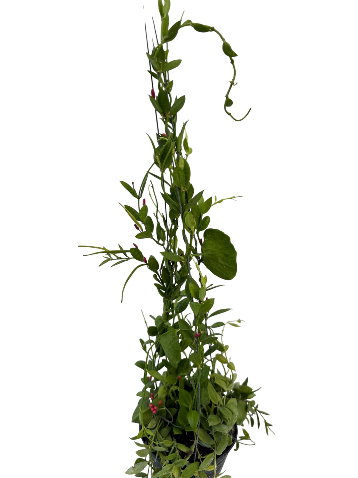Dischidia Vidalii  (ant plant)