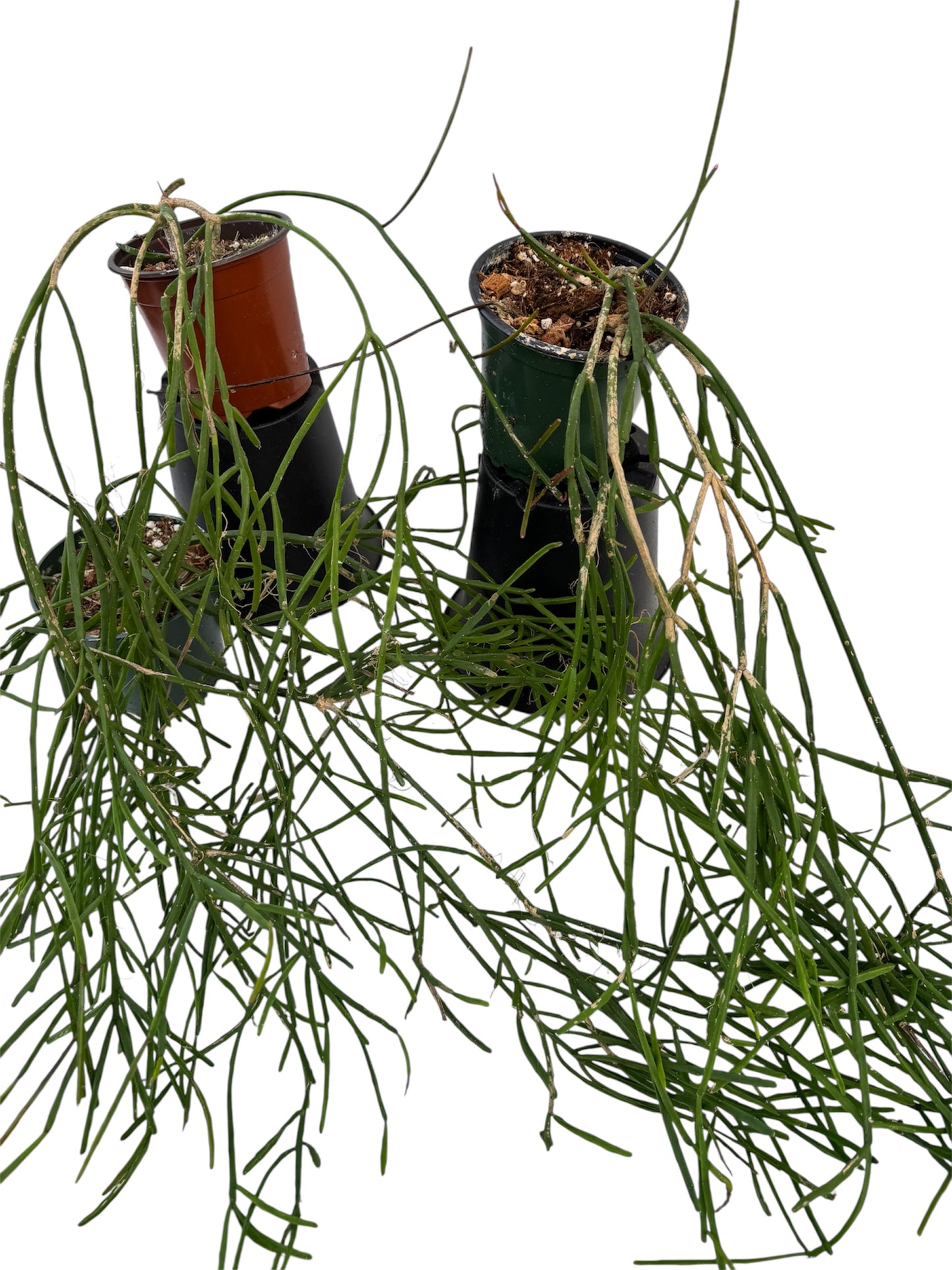 Rhipsalis Trigona Small
