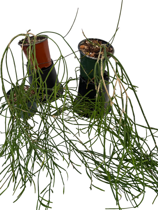 Rhipsalis Trigona Small