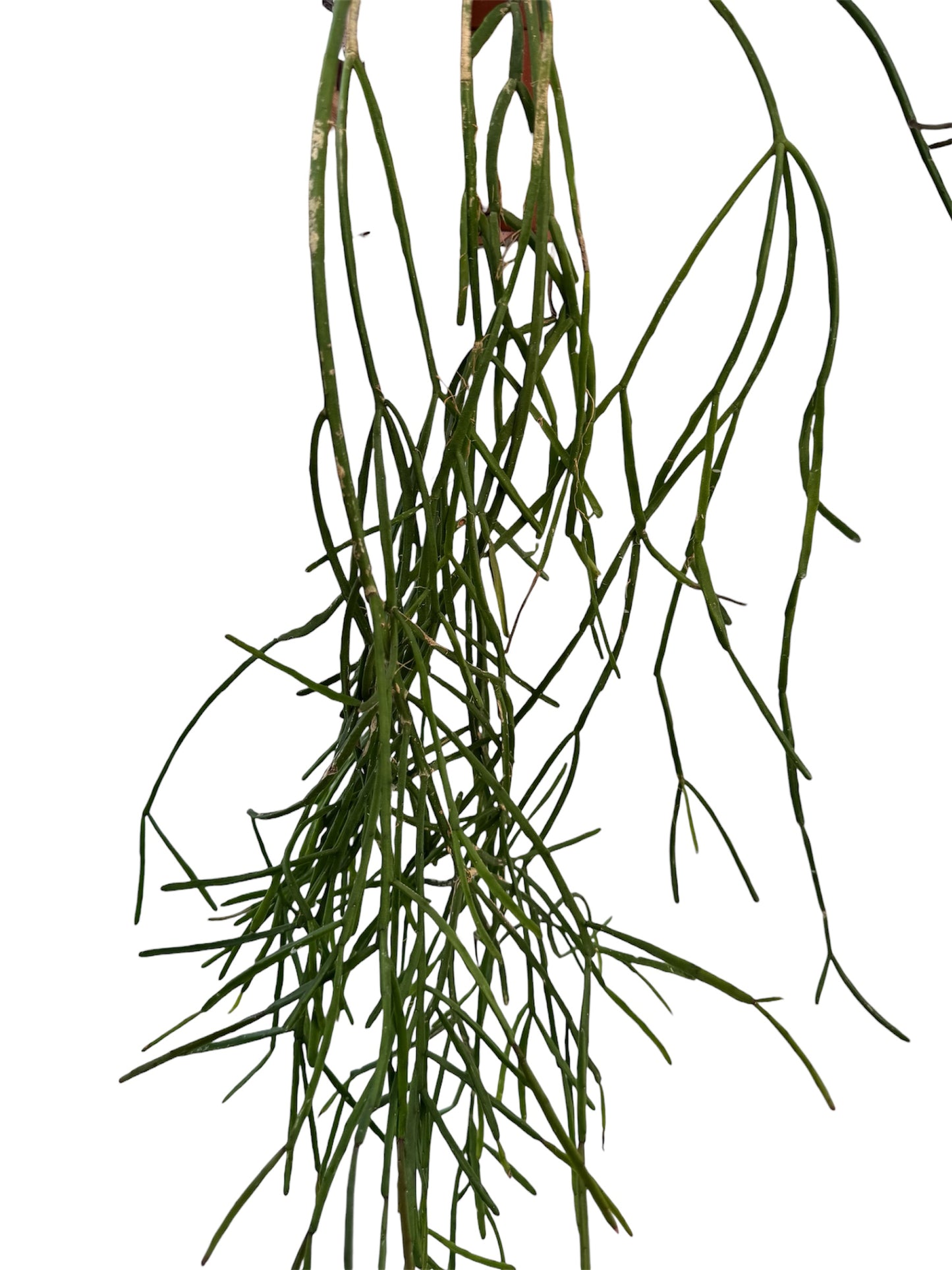 Rhipsalis Trigona Small