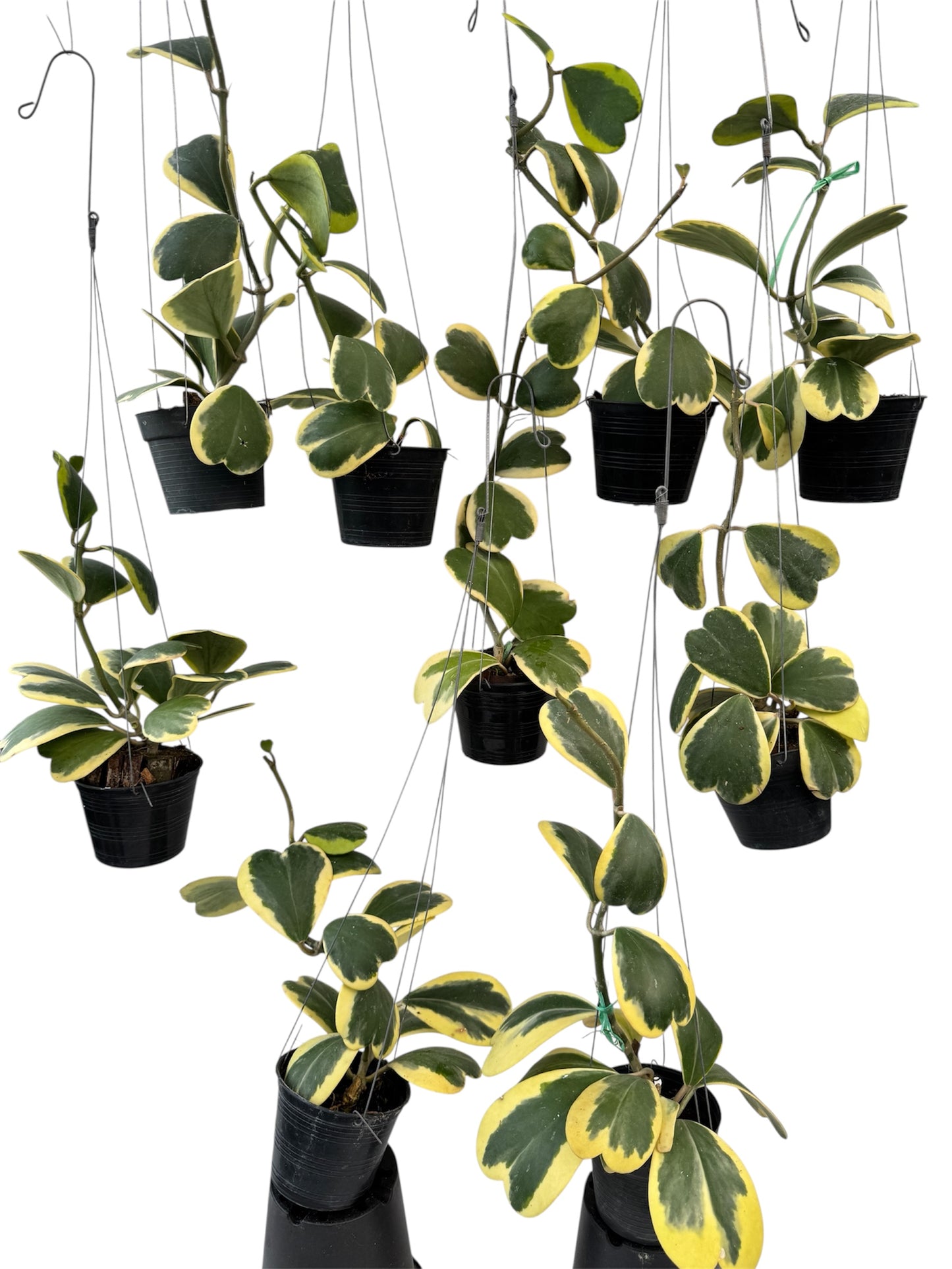 Hoya Kerri Heart Variegated vine