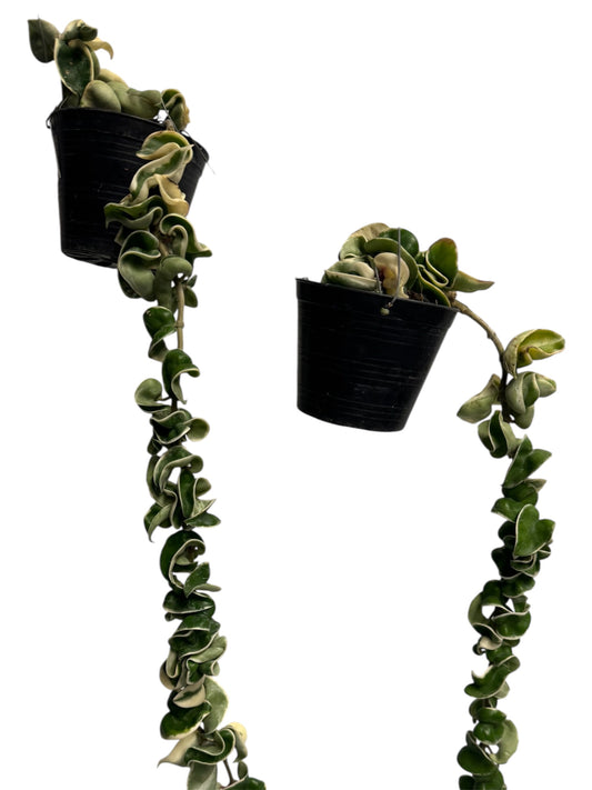 Hoya Compacta Variegated ( Hidu Rope) 25” long