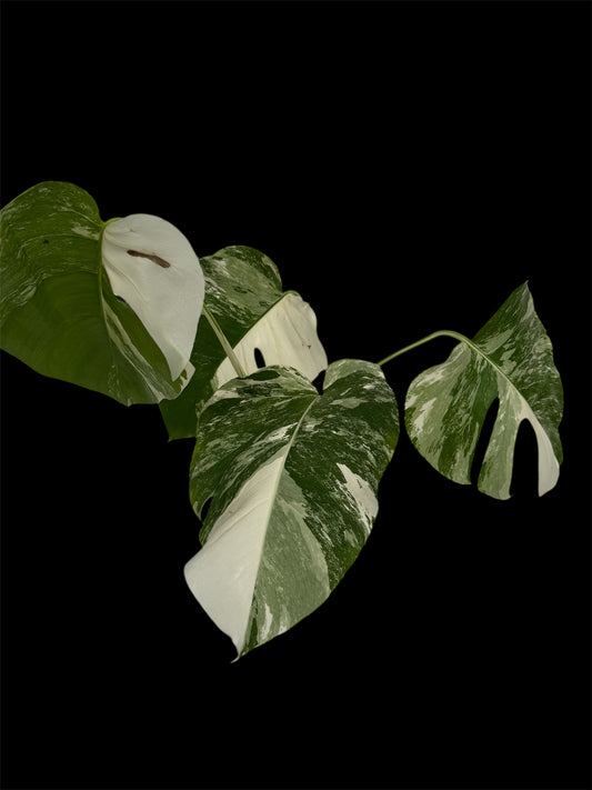 Holland Varigated Monstera Albo