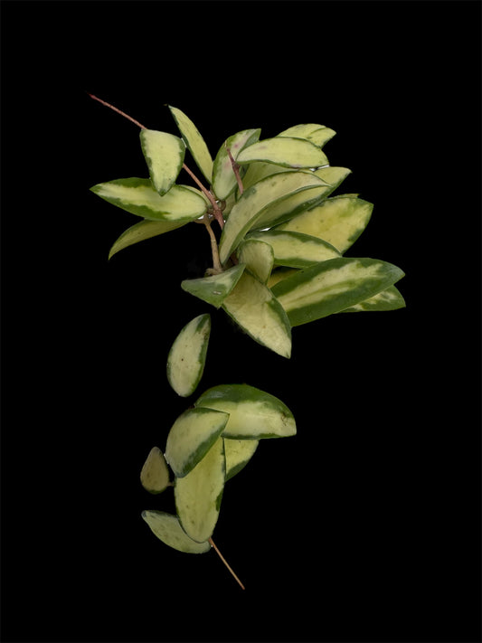 Hoya Acuta Variegated Inner white