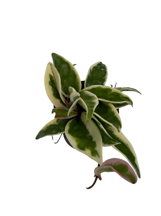 Hoya Suzie Q