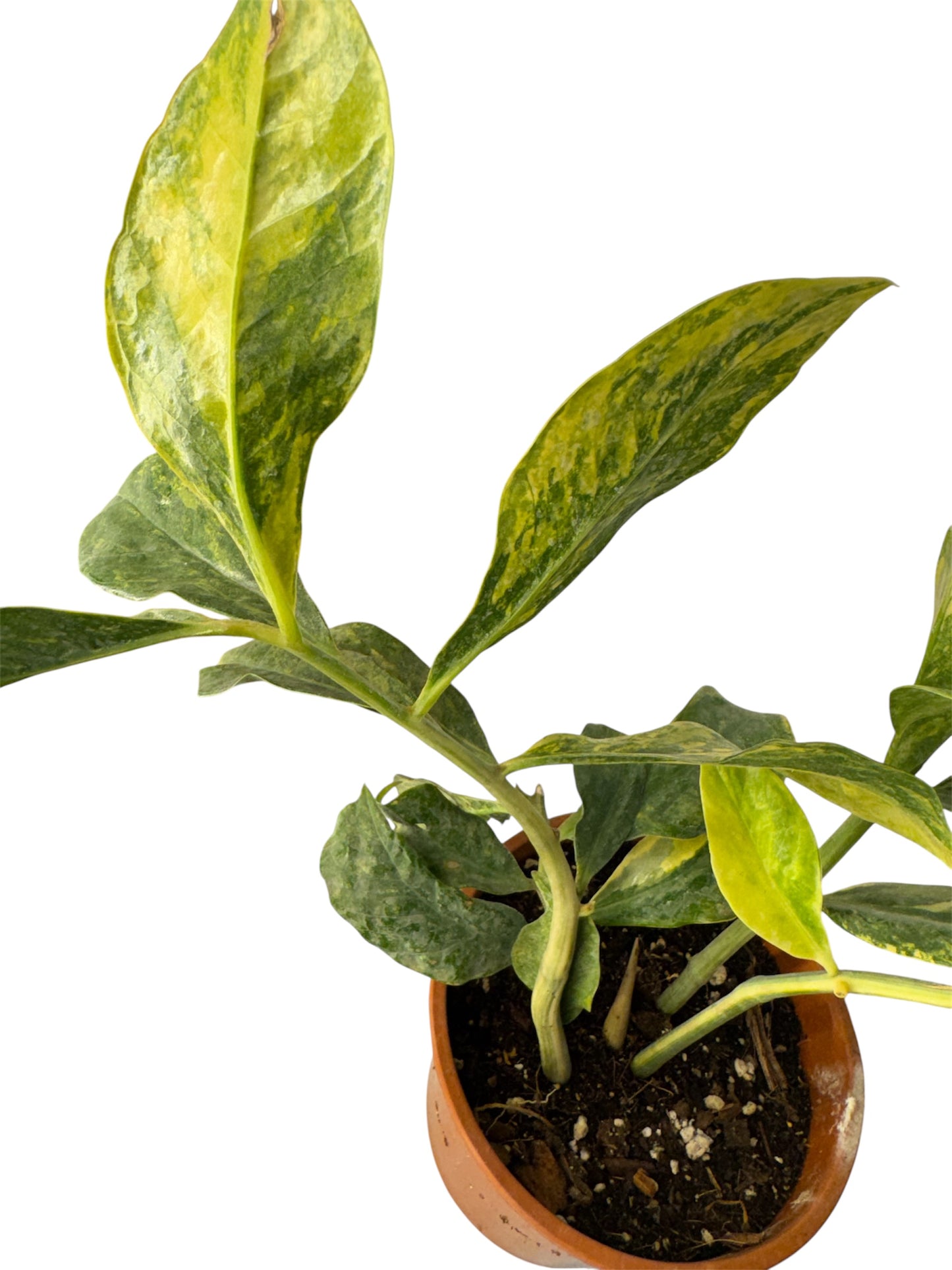 Wild form ZZ Variegated (rare find)