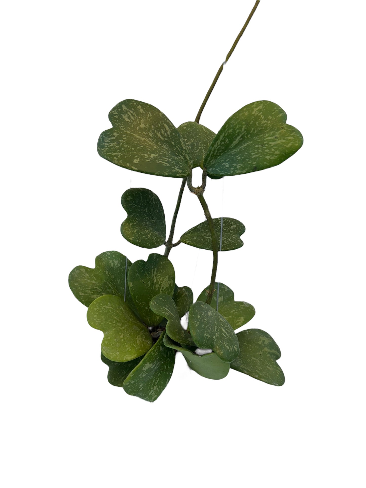 Hoya Kerri Heart splash long vine