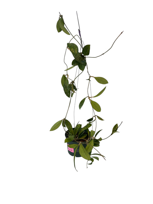 Hoya Crassipetiolata splash