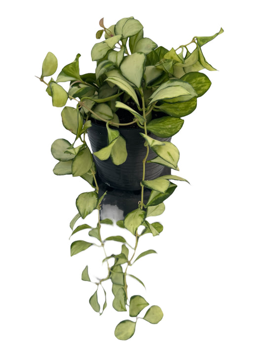 Hoya heuschkeliana