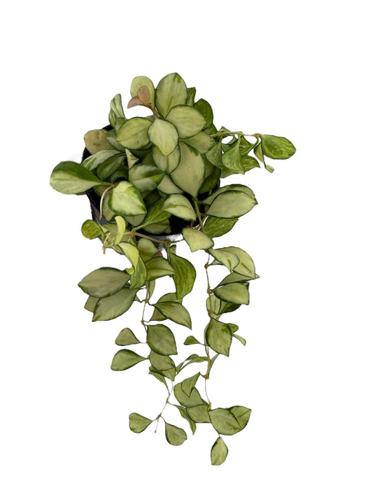 Hoya heuschkeliana