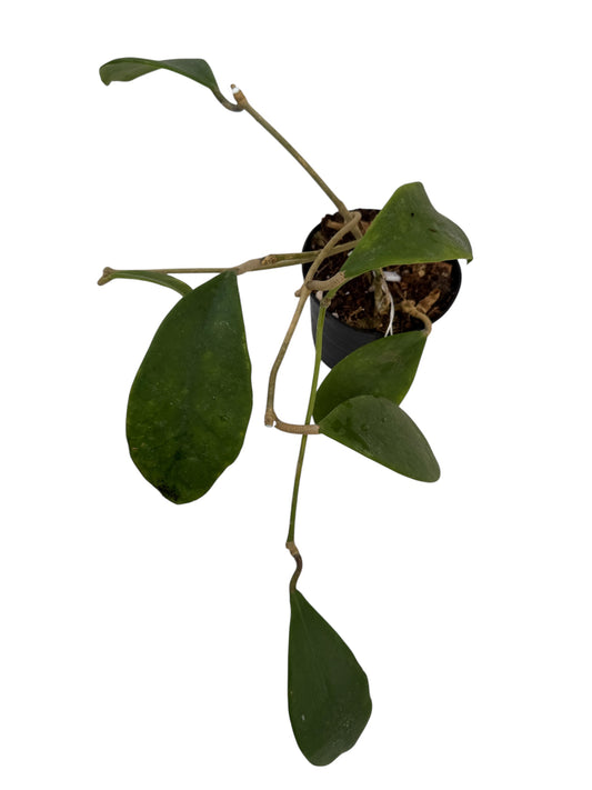 Hoya Excavata