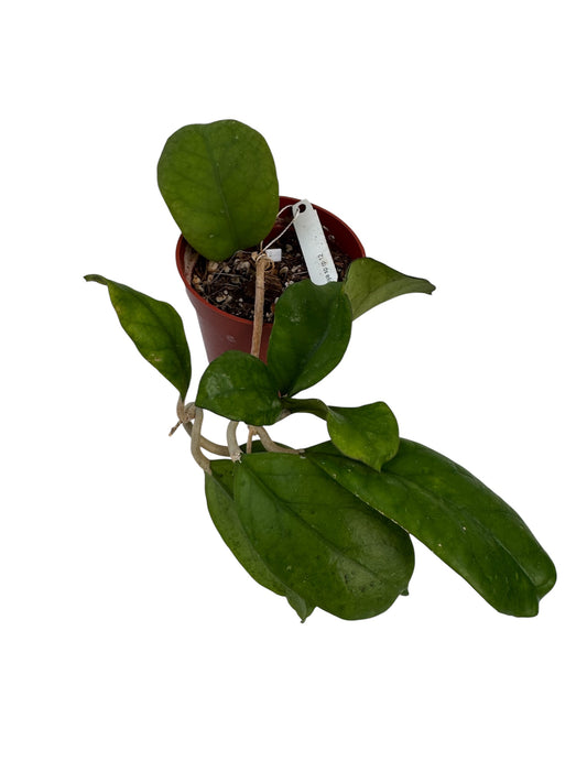 Hoya sp rp 12 small