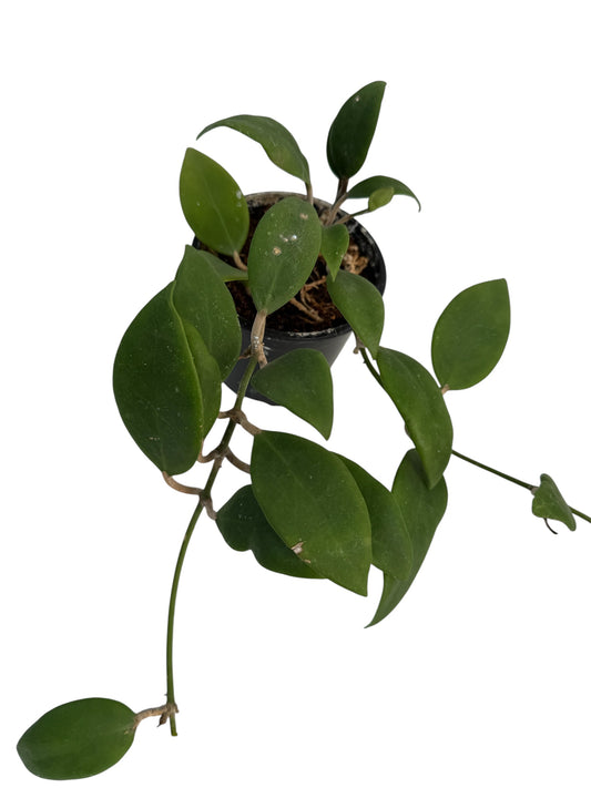 Hoya minahassae