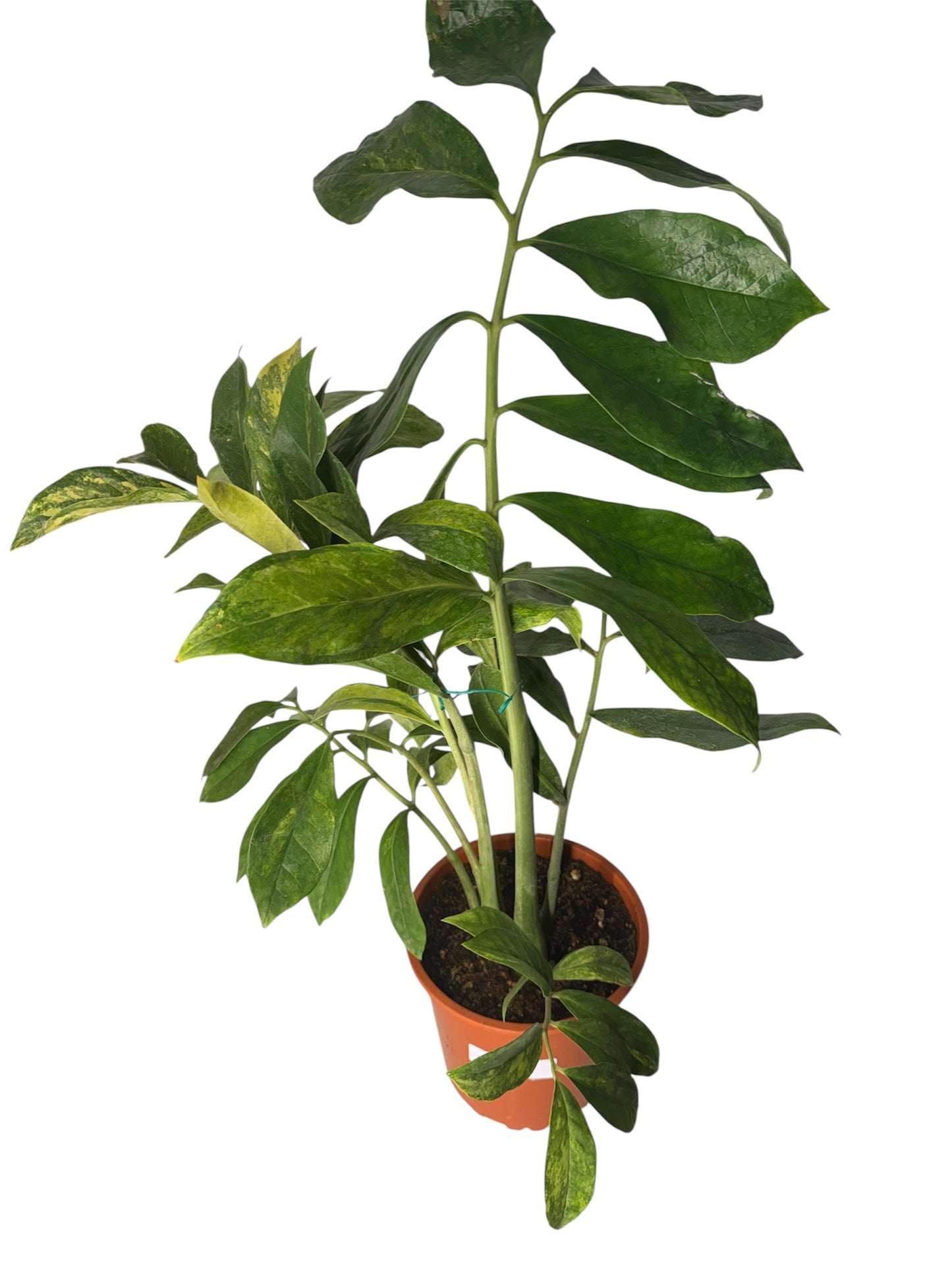 Wild Form ZZ Variegated 2.5 feet tall ( Rare fine)
