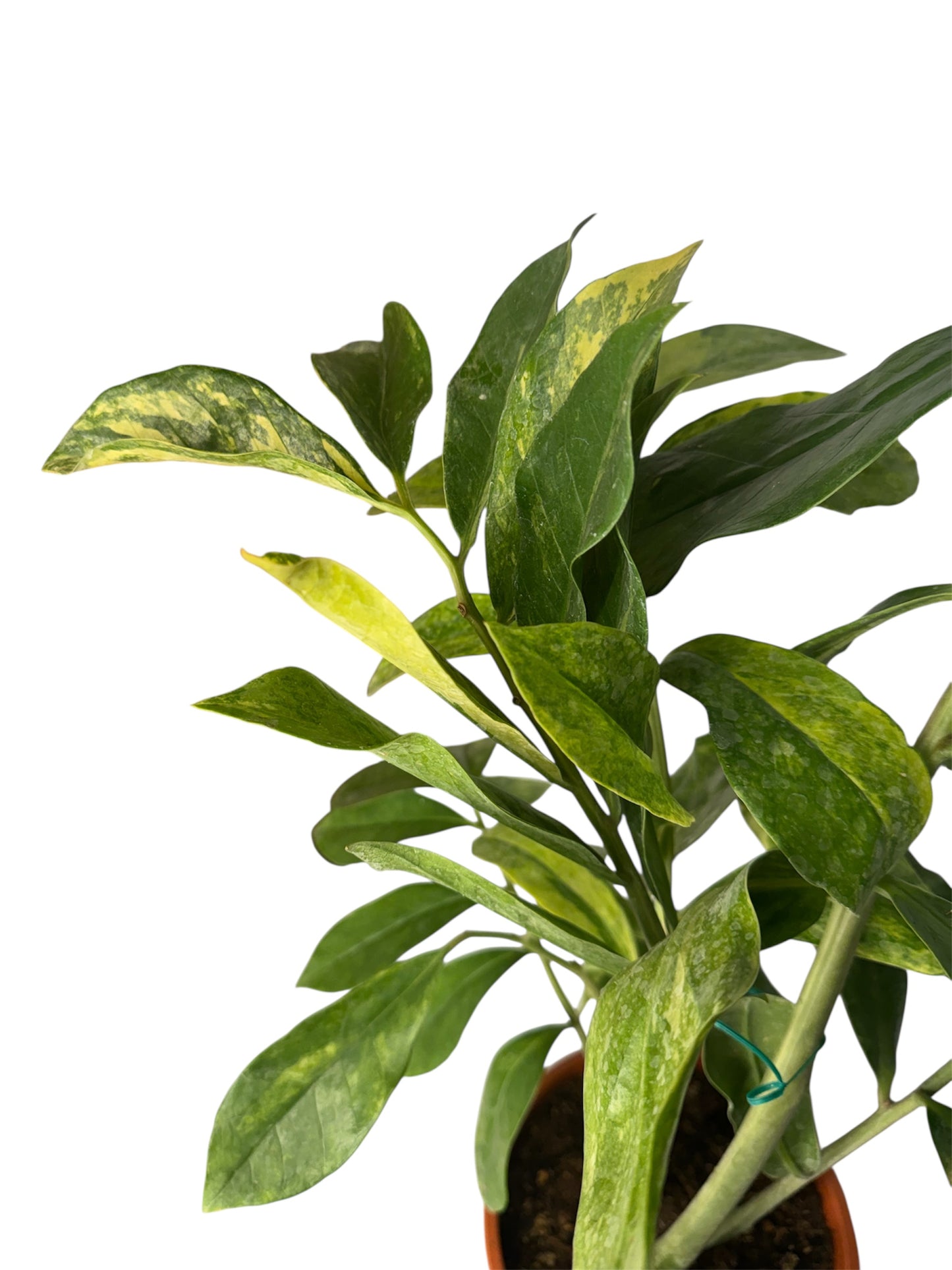 Wild Form ZZ Variegated 2.5 feet tall ( Rare fine)