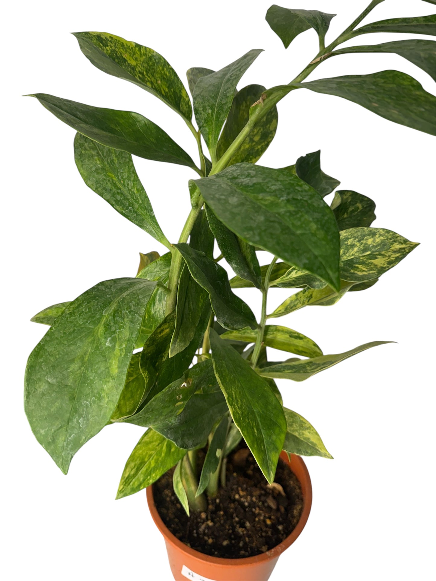 Wild Form ZZ variegated 27 “ tall (Rare find)