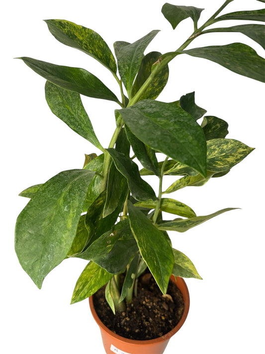 Wild Form ZZ variegated 27 “ tall (Rare find)