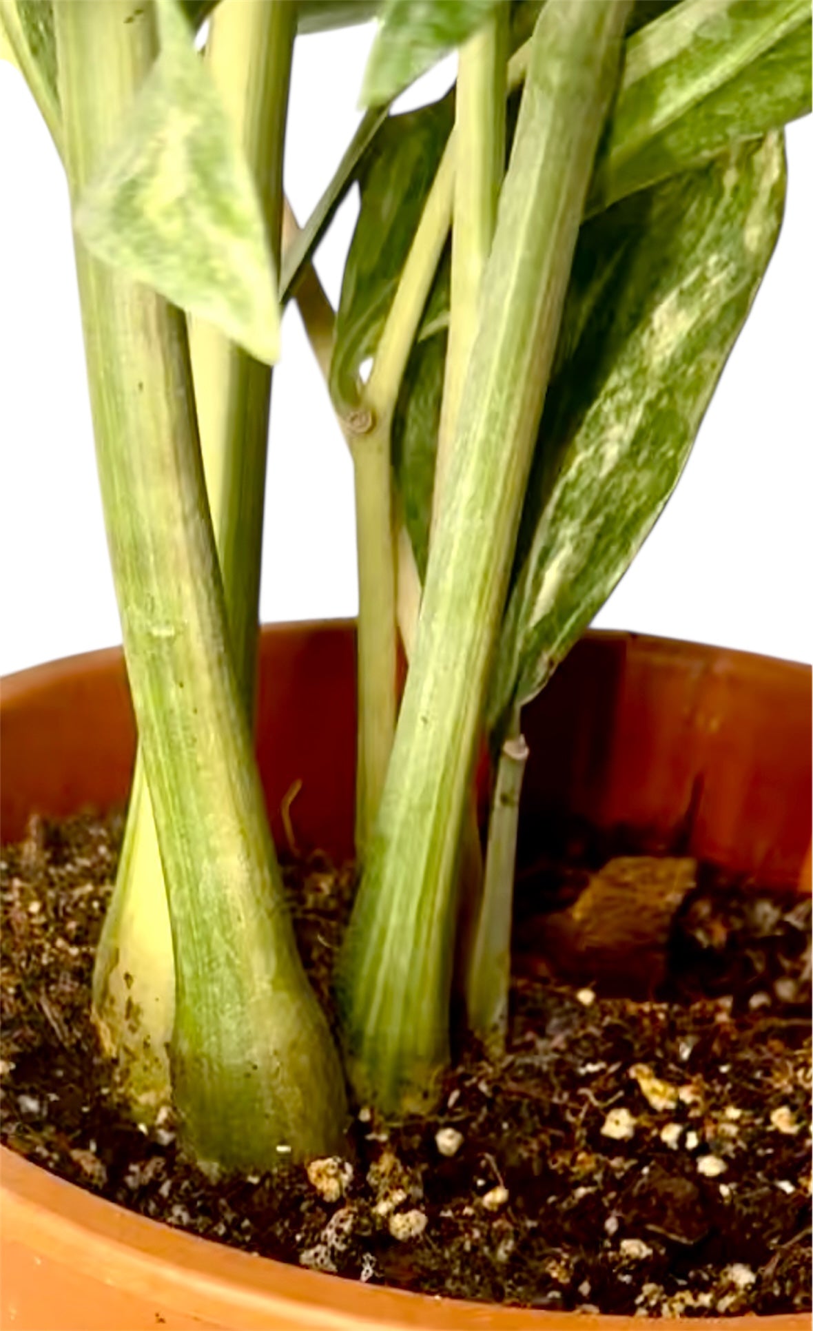 Wild Form ZZ variegated 27 “ tall (Rare find)