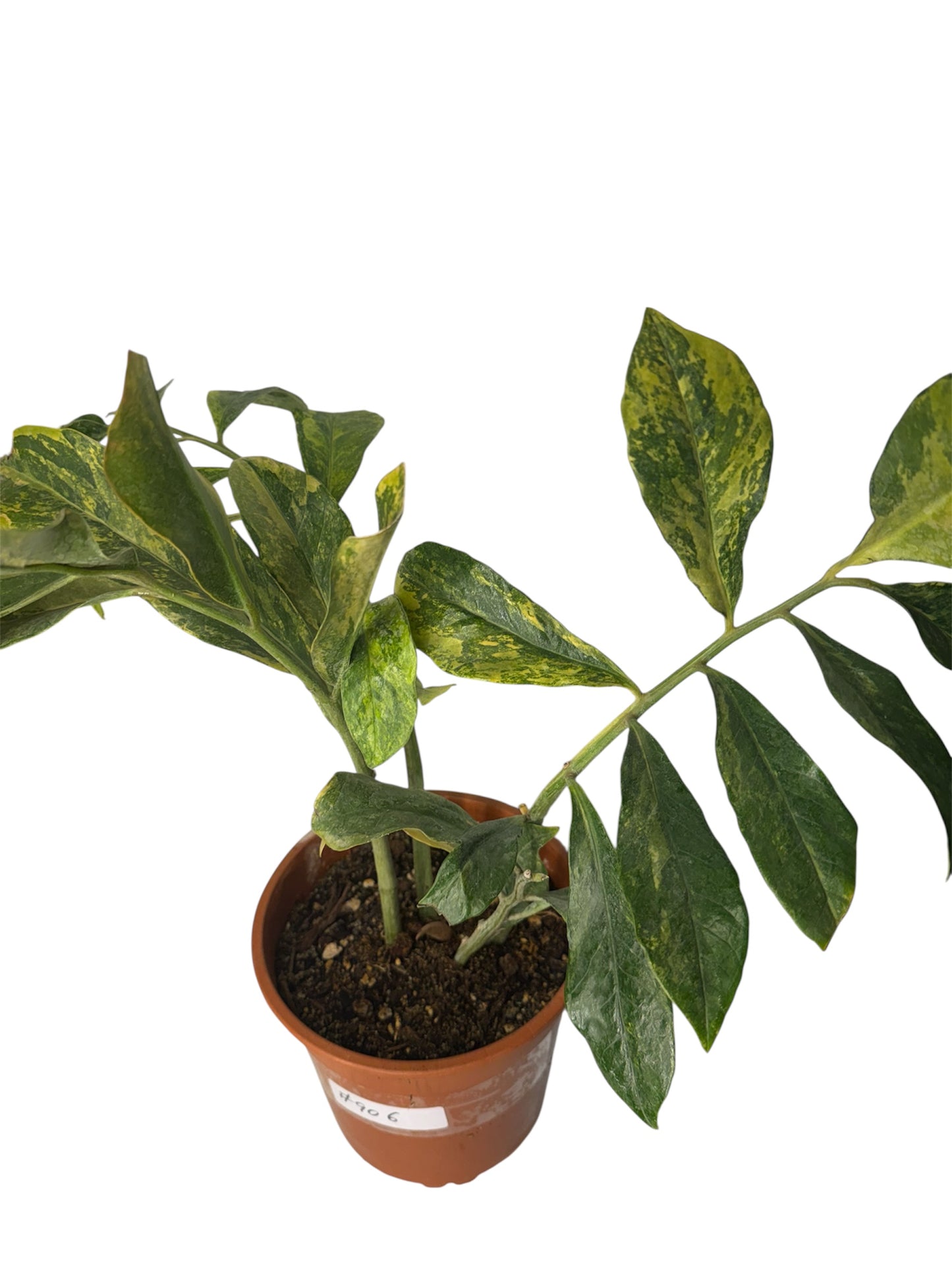 Wild form ZZ Variegated (rare find)