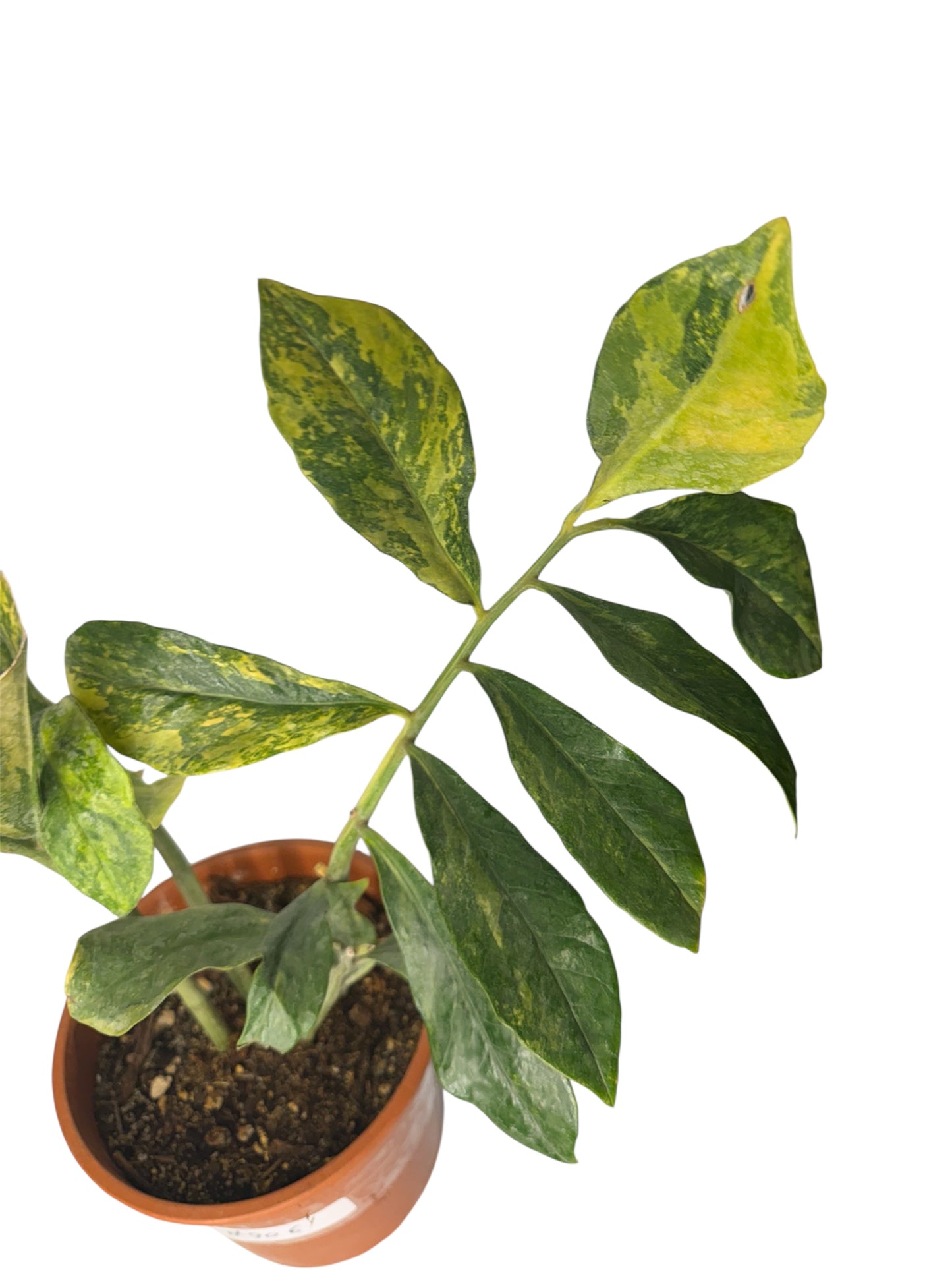 Wild form ZZ Variegated (rare find)