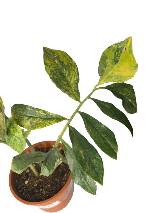 Wild form ZZ Variegated (rare find)