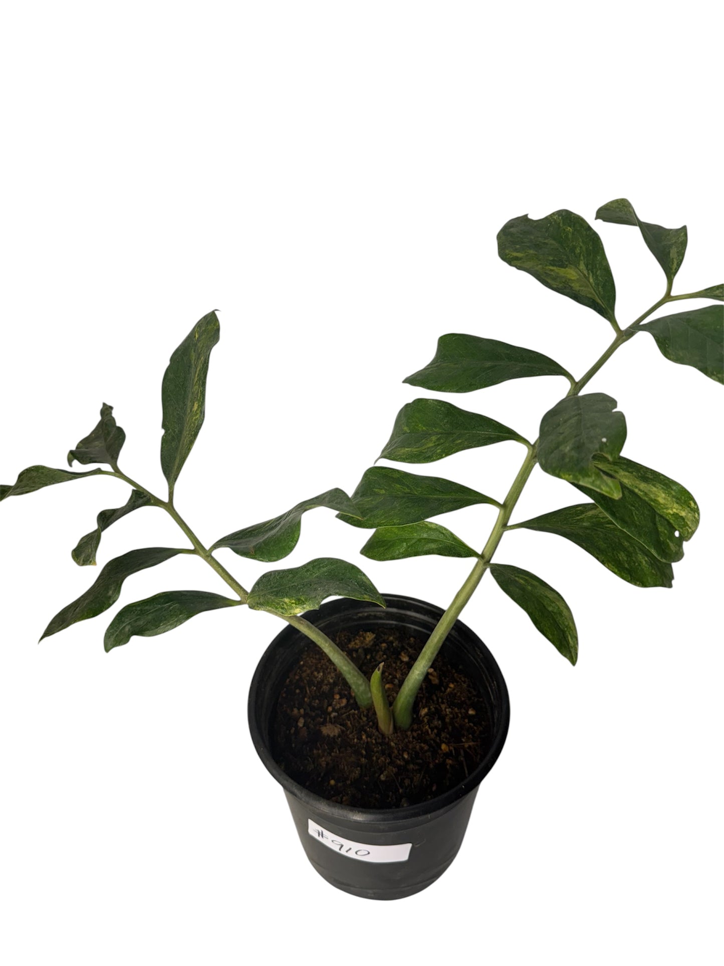 Wild Form ZZ variegated
