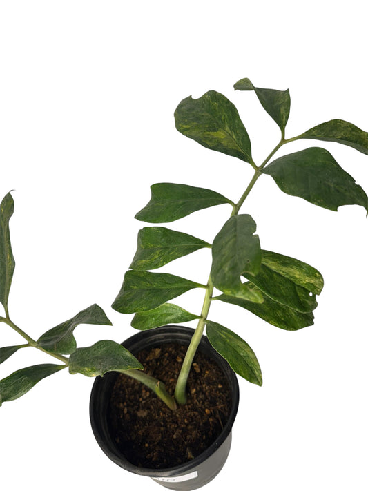 Wild Form ZZ variegated