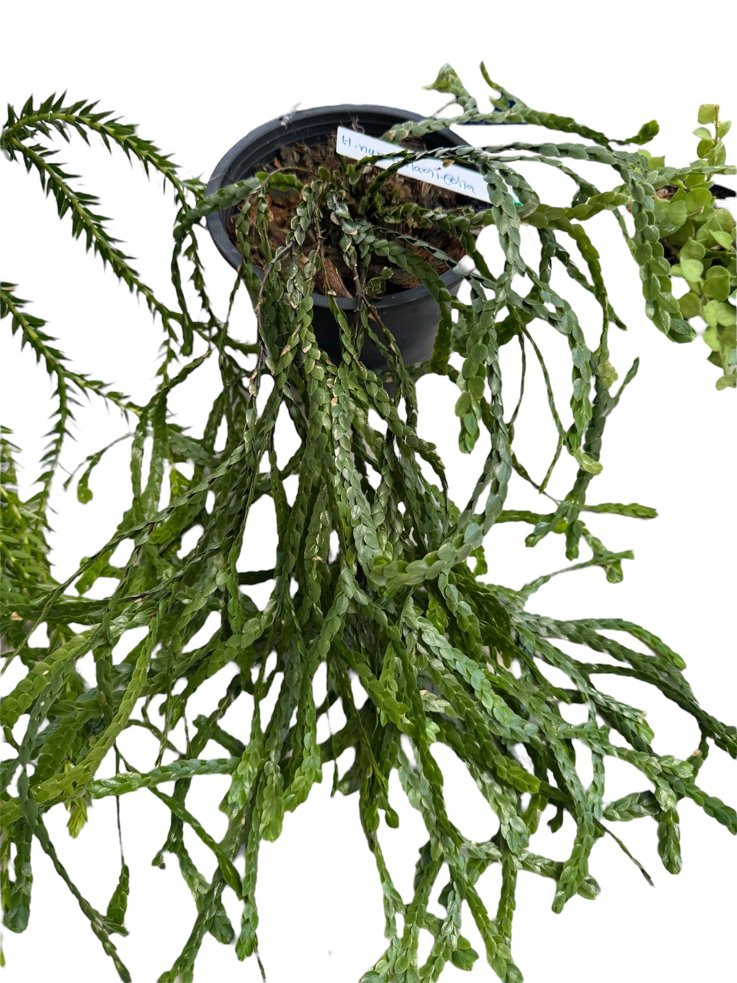 Huperzia nummulariifolia