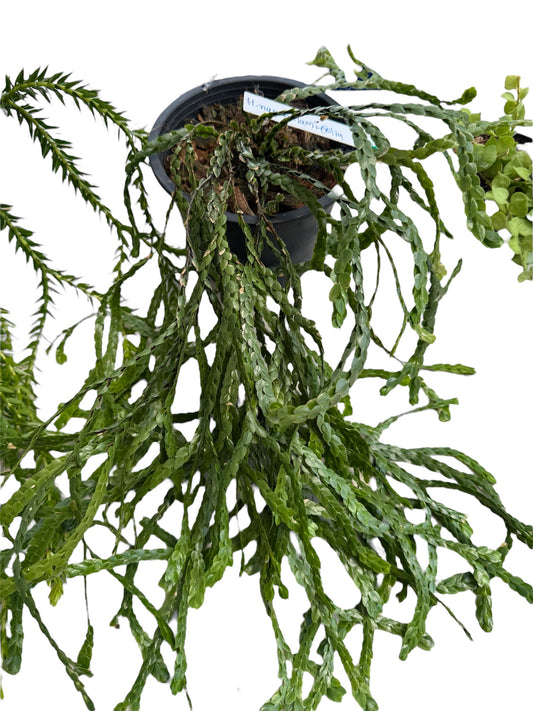 Huperzia nummulariifolia