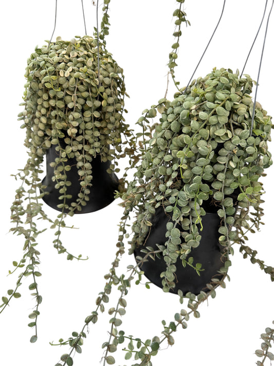 Dishcidea Sting of Nickels  variegated