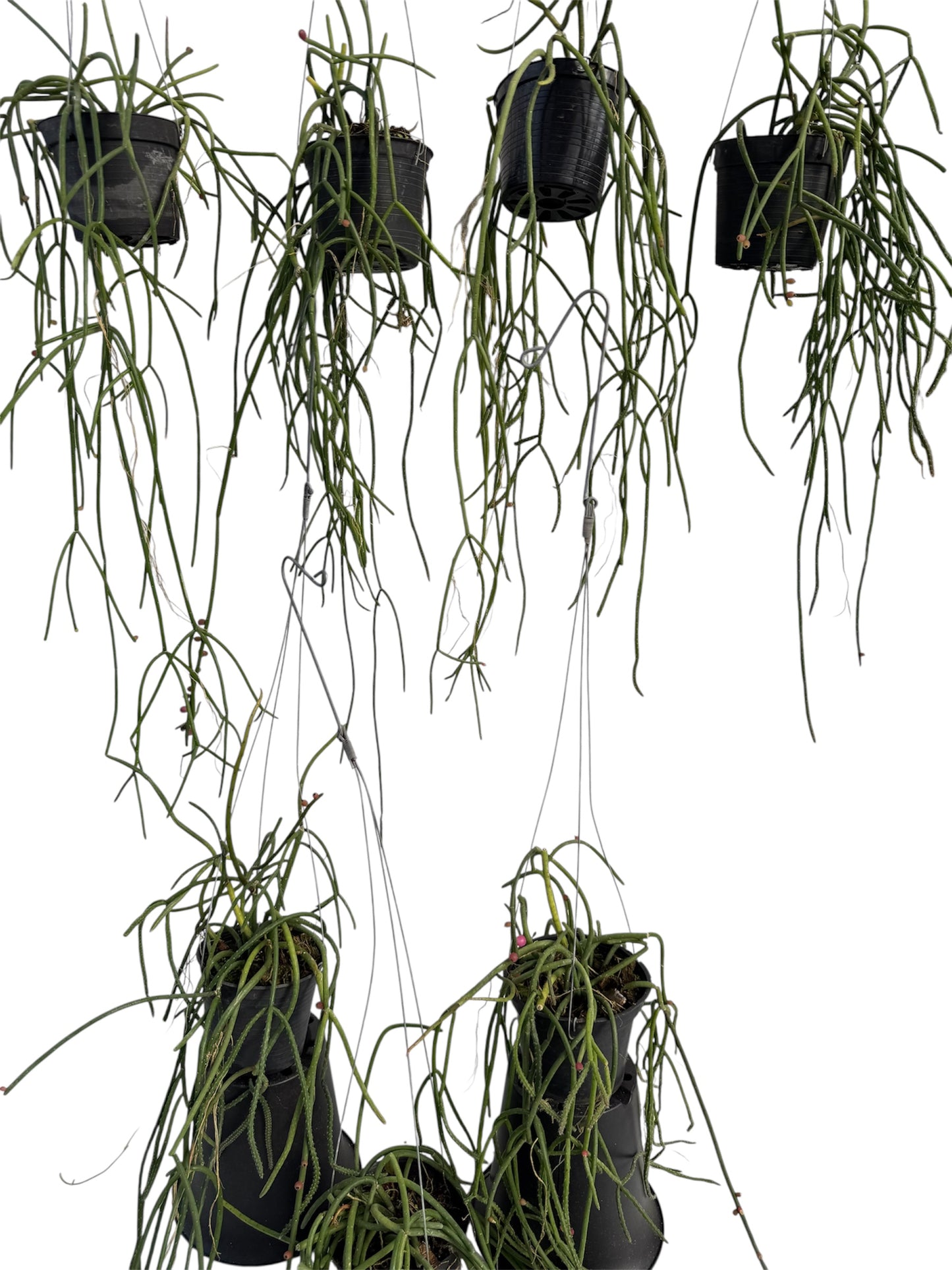 Rhipsalis Baccifera pink pearl (bloom pink flowers) Rare find