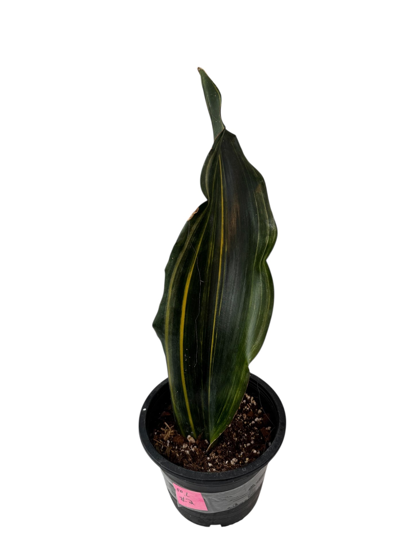 Sansevieria Malawi Variegated Rare Find ( 4 shoots in one pot )