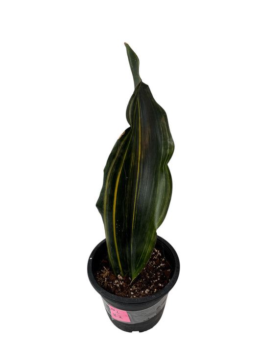 Sansevieria Malawi Variegated Rare Find ( 4 shoots in one pot )