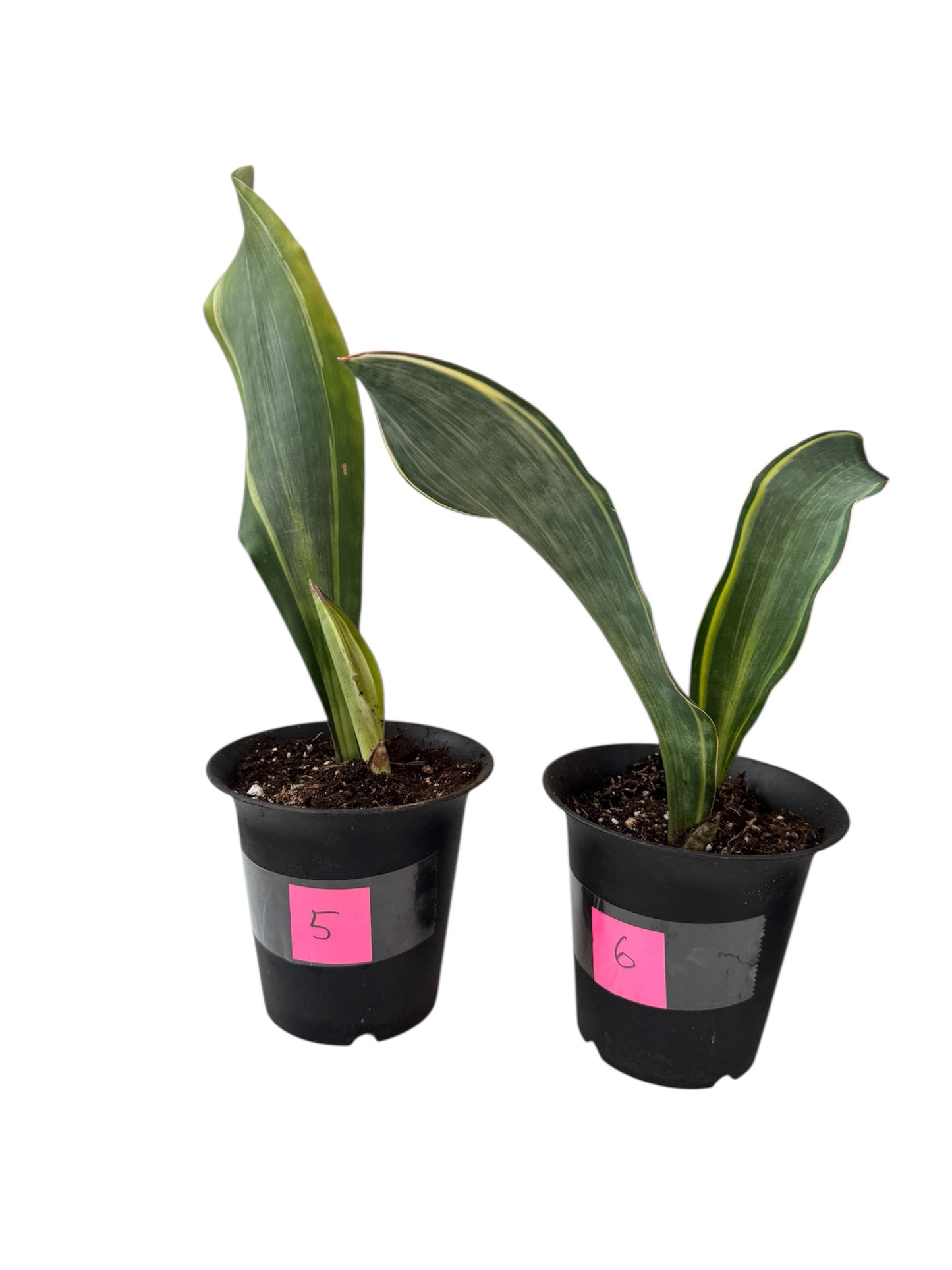 Sansevieria Variegated Whale fin large