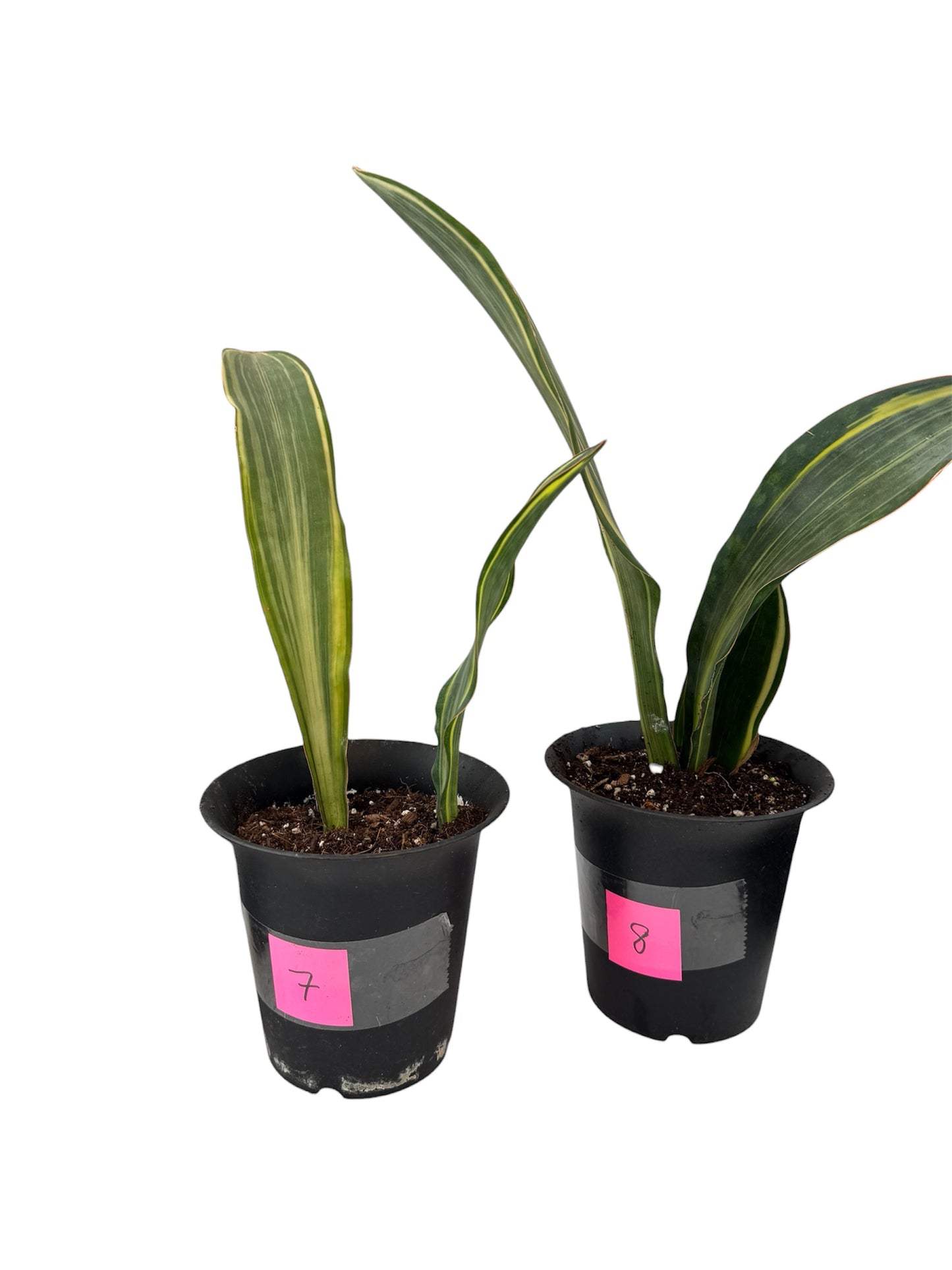 Sansevieria Variegated Whale fin large