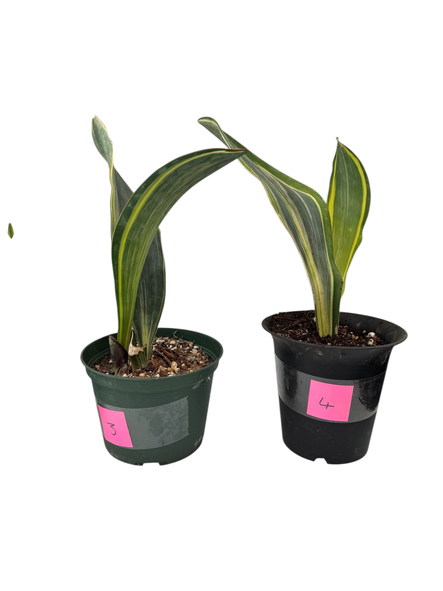 Sansevieria Variegated Whale fin large