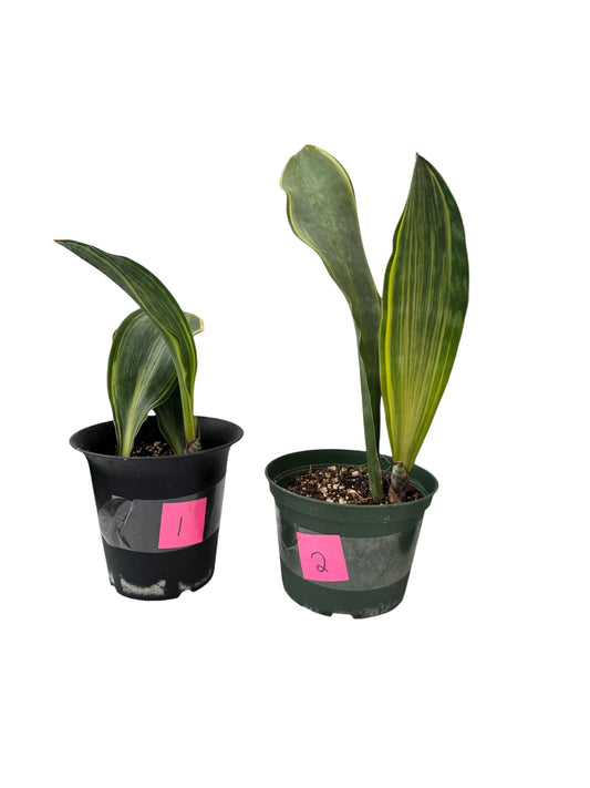 Sansevieria Variegated Whale fin large