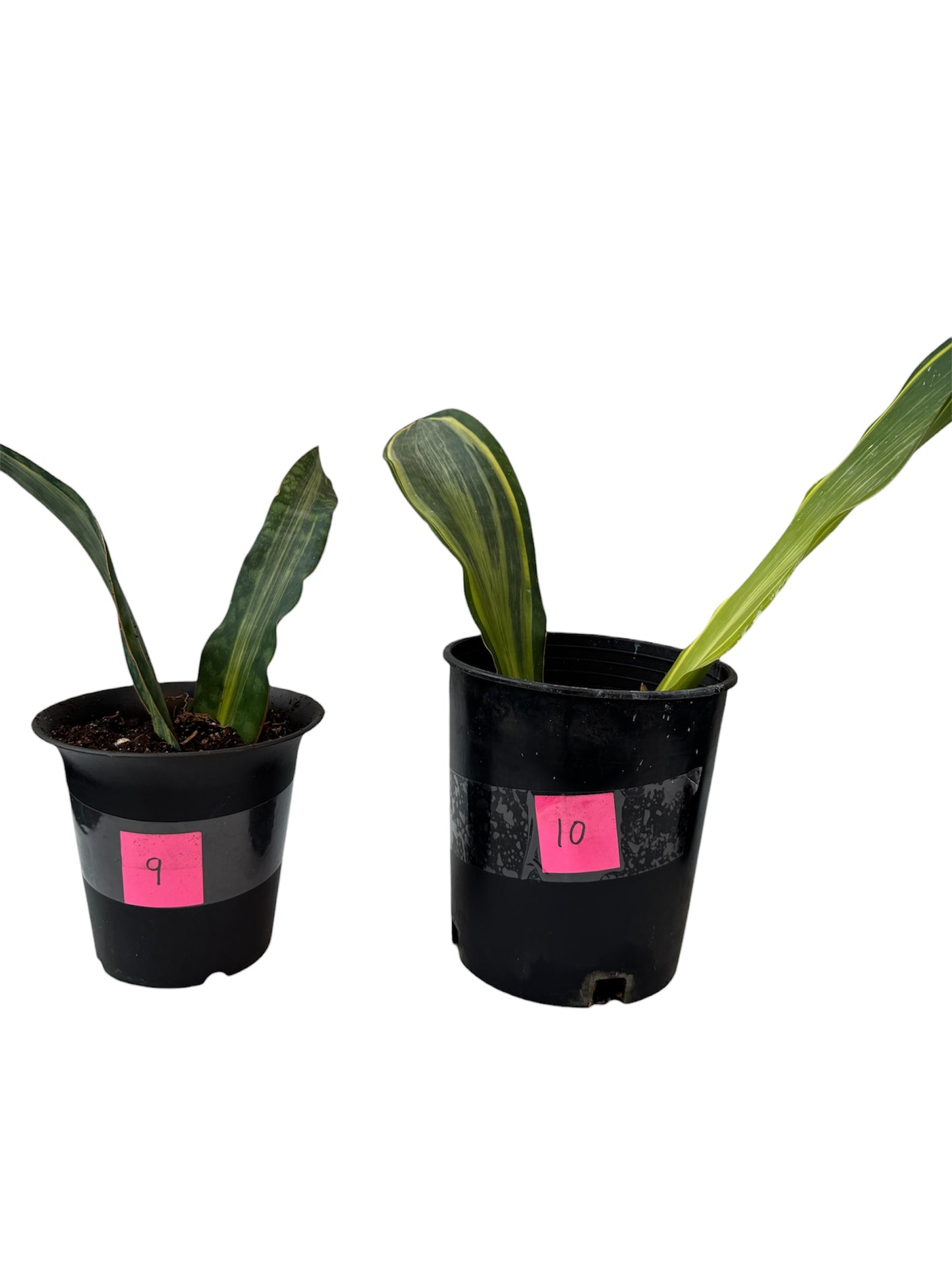 Sansevieria Variegated Whale fin large