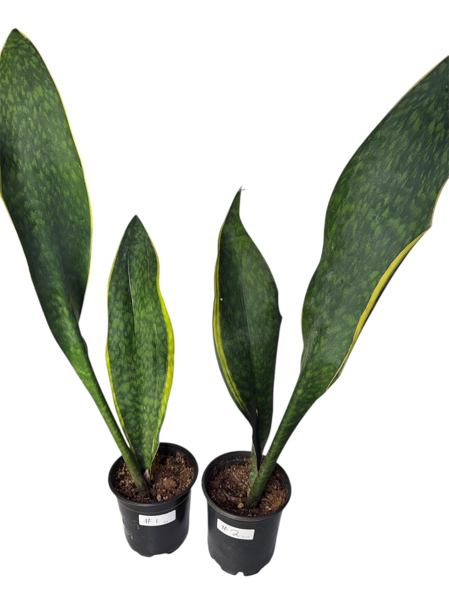 Sansevieria 'Congo' variegated Big Leaf ( Rare Find) 36 inch tall